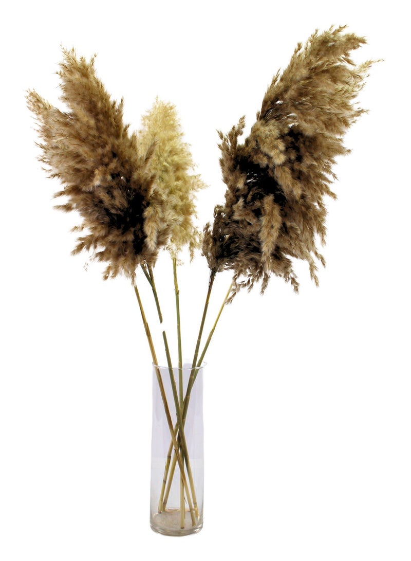 FANCY FLOWERS FANCY Soft XL Natural Pampas Grass – Dried Fluffy Beige Stems for Home Decor    5 - Image 1
